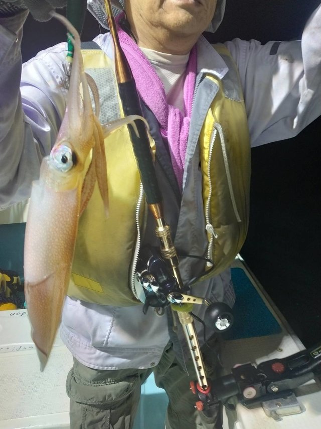 イカ(ヤリイカ)