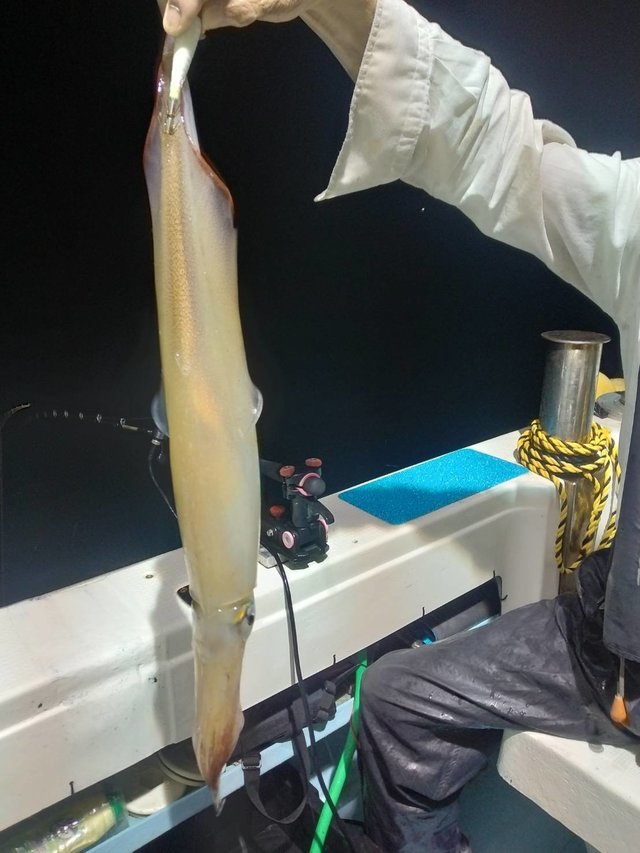 イカ(ヤリイカ)