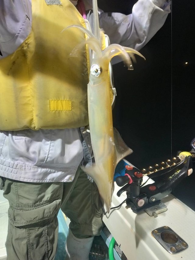 イカ(ヤリイカ)