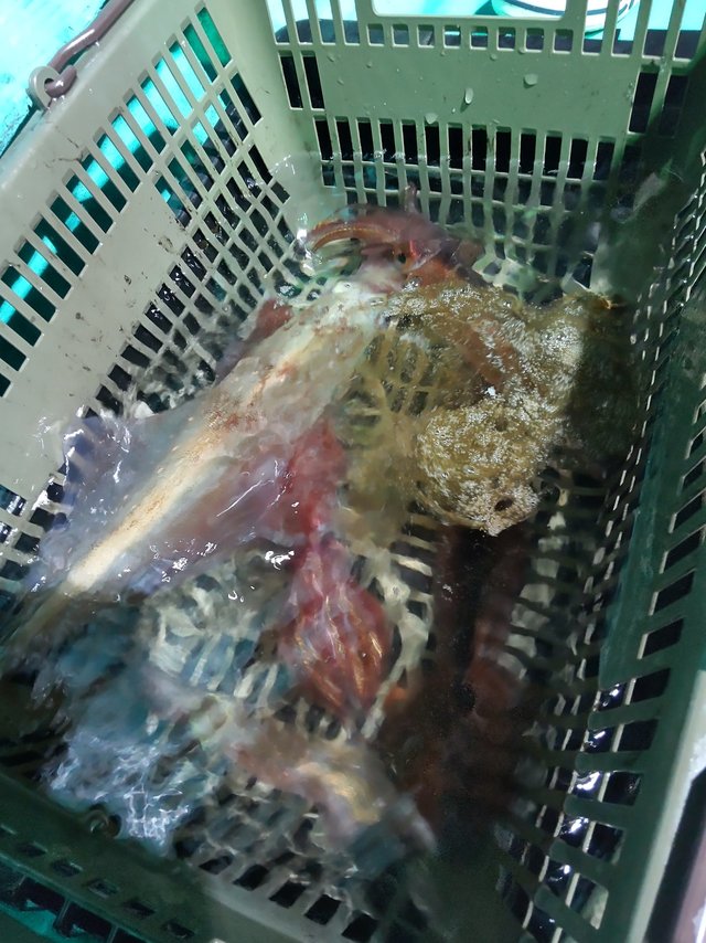 シロイカ(ケンサキイカ)