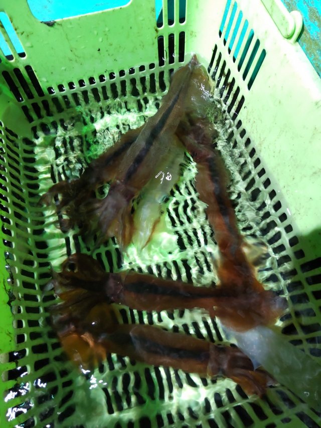 シロイカ(ケンサキイカ)