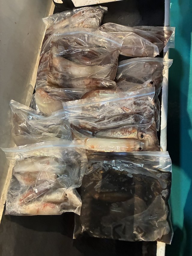 アカイカ(ケンサキイカ)