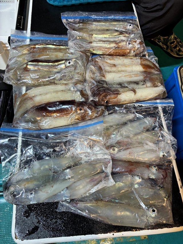 アカイカ(ケンサキイカ)