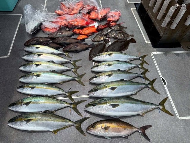 マハタ・ハマチ(ブリ)・チカメ(チカメキントキ)・ヒラメ・マトウダイ