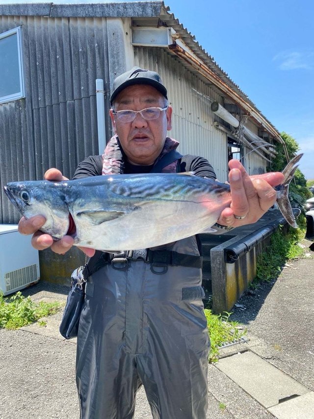 スマガツオ(スマ)