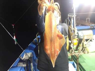 マイカ(ケンサキイカ)