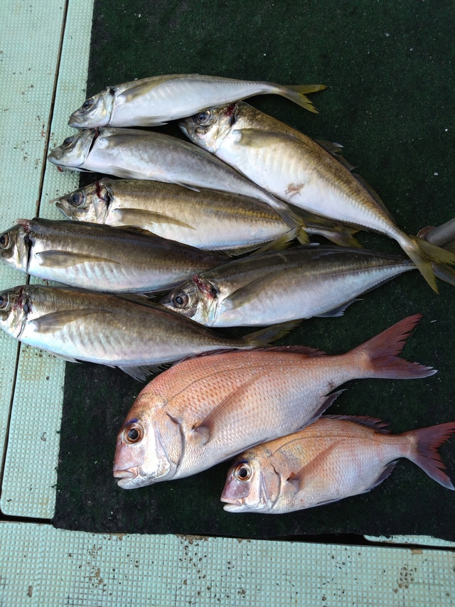 タイ(マダイ)・アジ(マアジ)