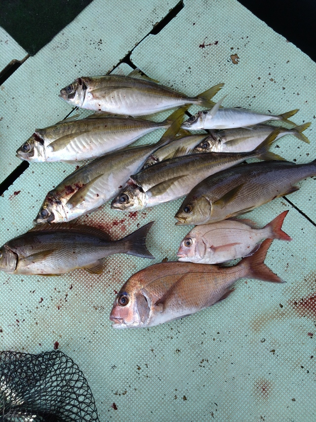 タイ(マダイ)・アジ(マアジ)・イサギ(イサキ)