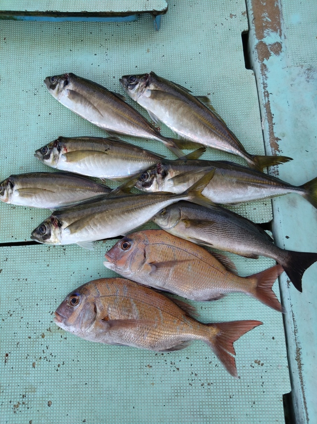 タイ(マダイ)・アジ(マアジ)・イサギ(イサキ)