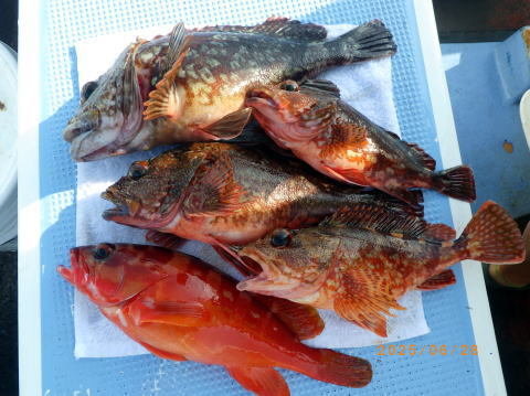 アカハタ・カサゴ