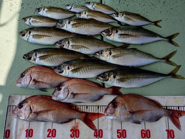 タイ(マダイ)・アジ(マアジ)