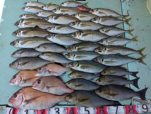 タイ(マダイ)・アジ(マアジ)・イサギ(イサキ)