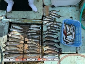 マアジ・イサキ