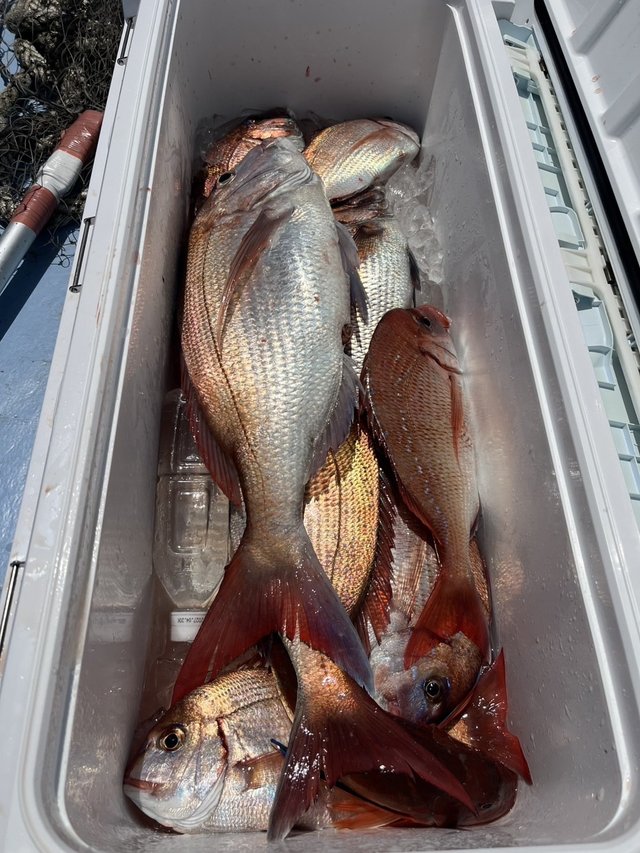 マダイ・ハナダイ(チダイ)