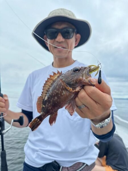 ガシラ(カサゴ)