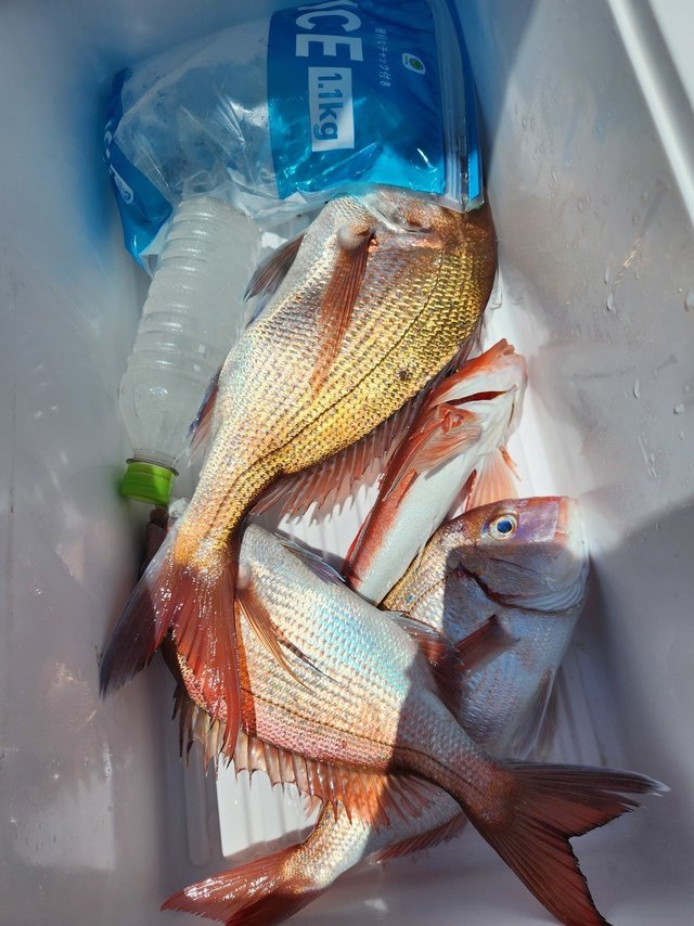 マダイ・ホウボウ