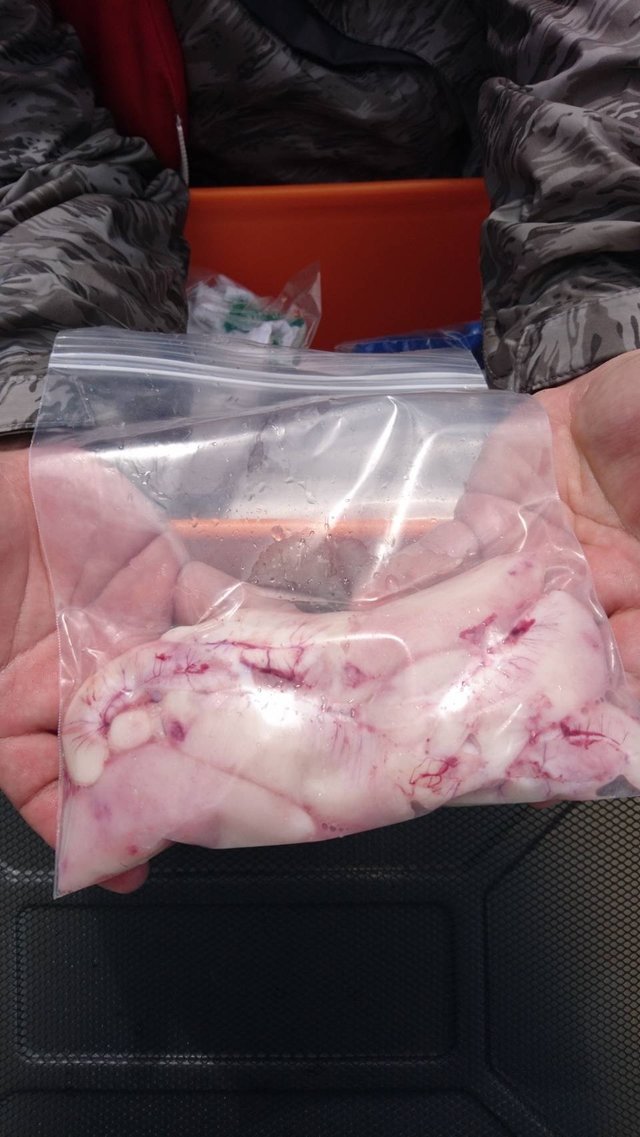 ショウサイフグ