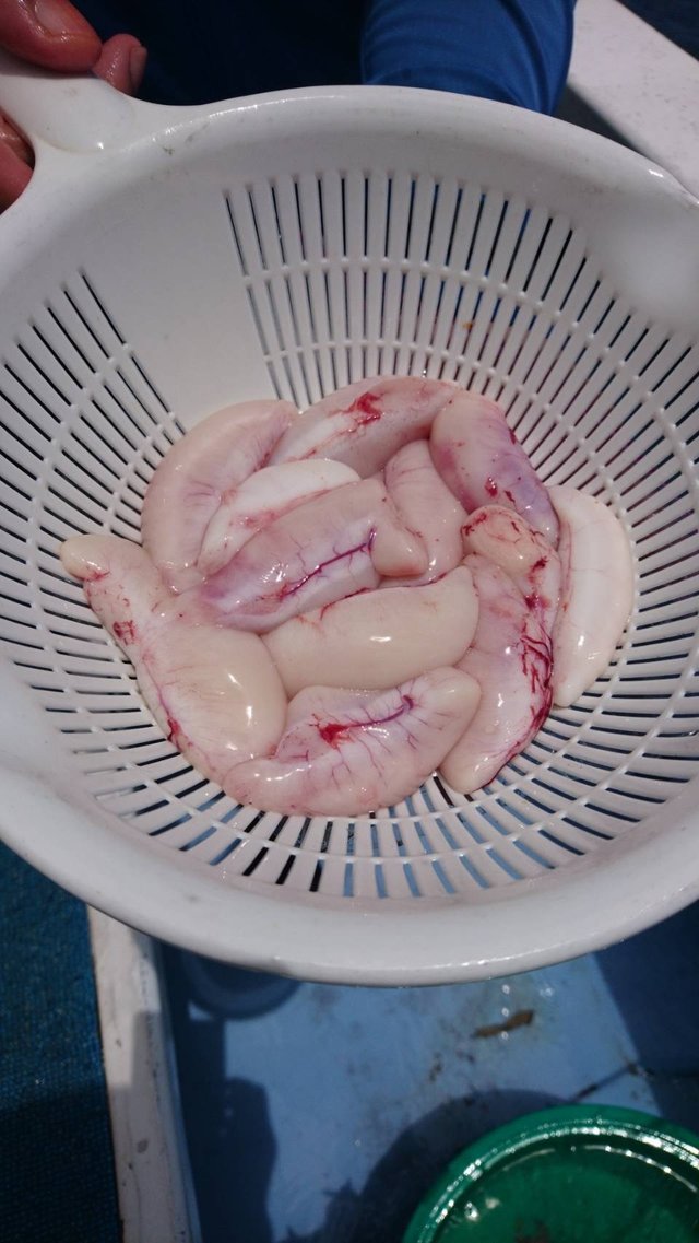 ショウサイフグ