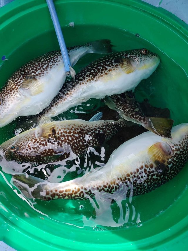 ショウサイフグ