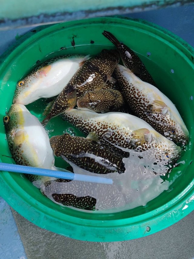 ショウサイフグ