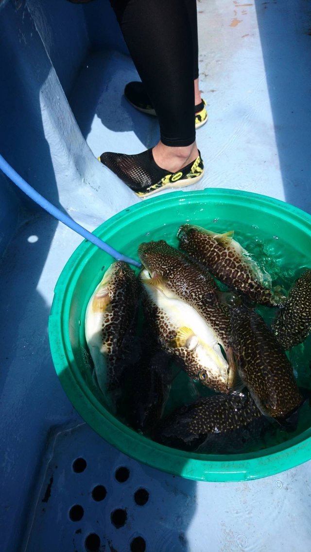 ショウサイフグ