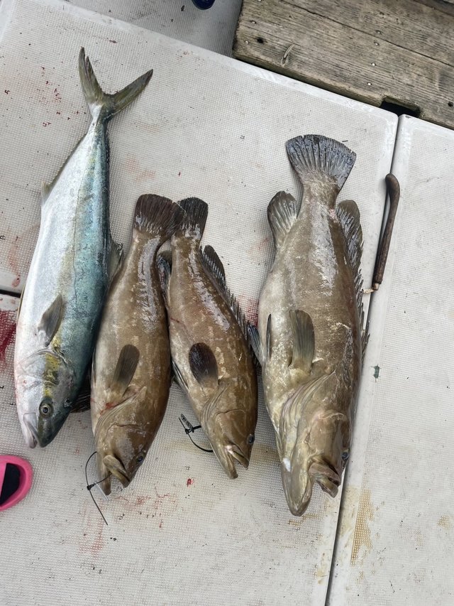 クエ・ヒラマサ