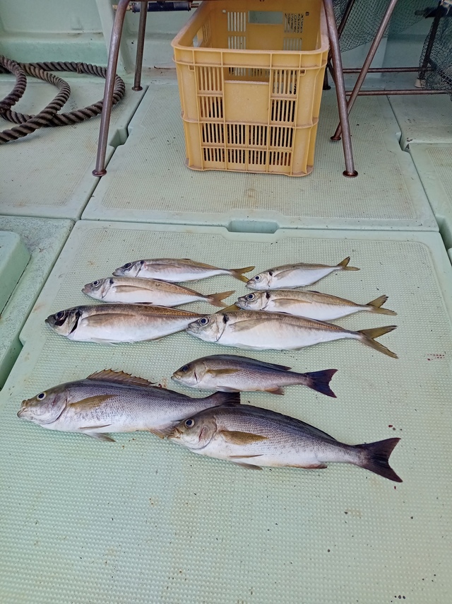 マアジ・イサキ