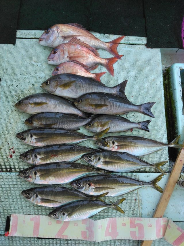 マダイ・マアジ・イサギ(イサキ)