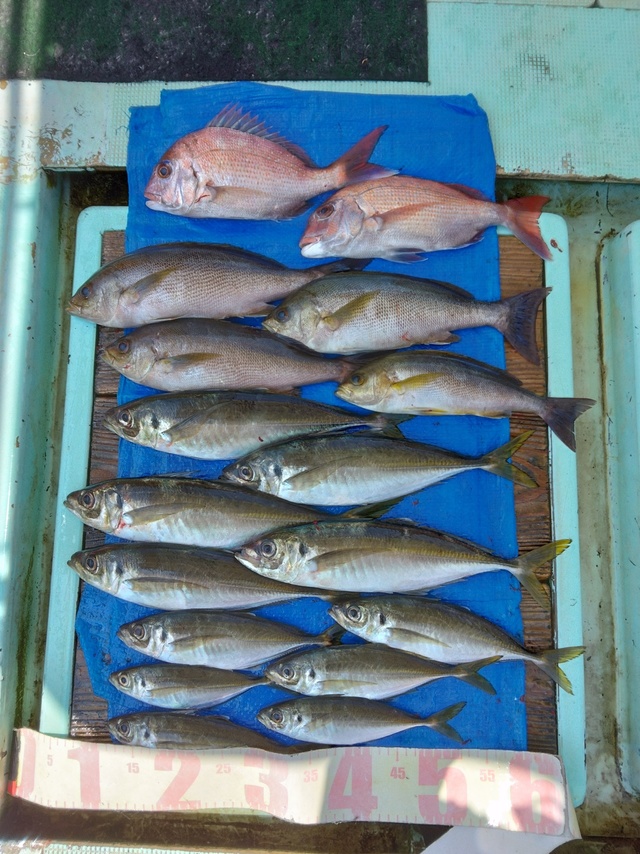 マダイ・マアジ・イサギ(イサキ)