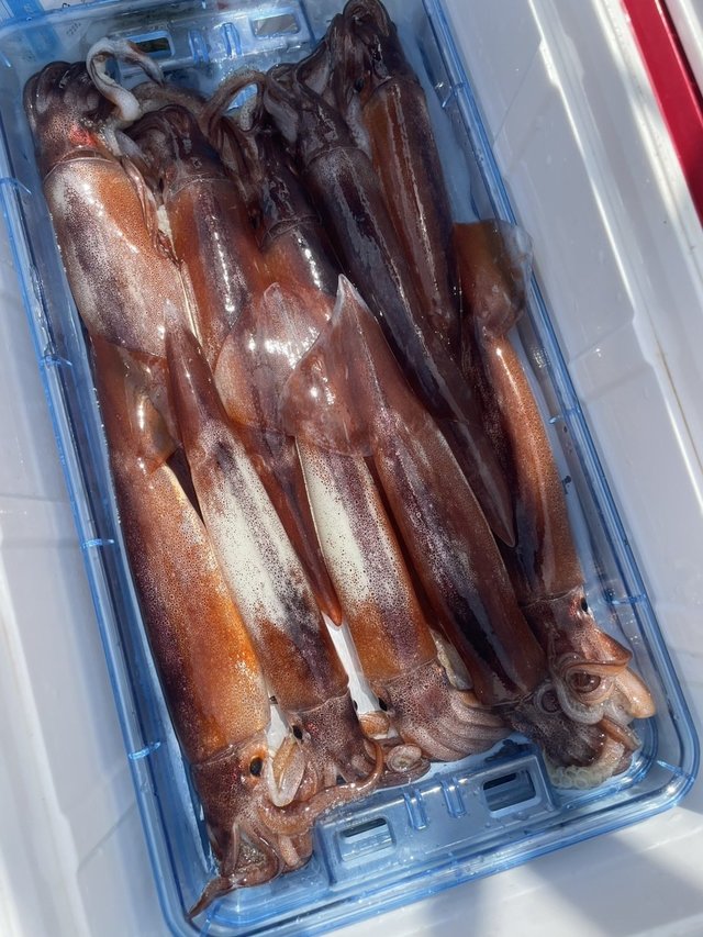 スルメ(スルメイカ)