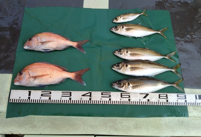 マダイ・マアジ