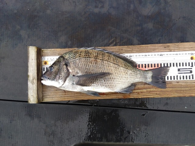 チヌ(クロダイ)