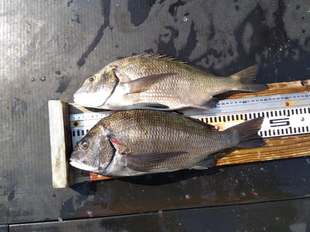 チヌ(クロダイ)