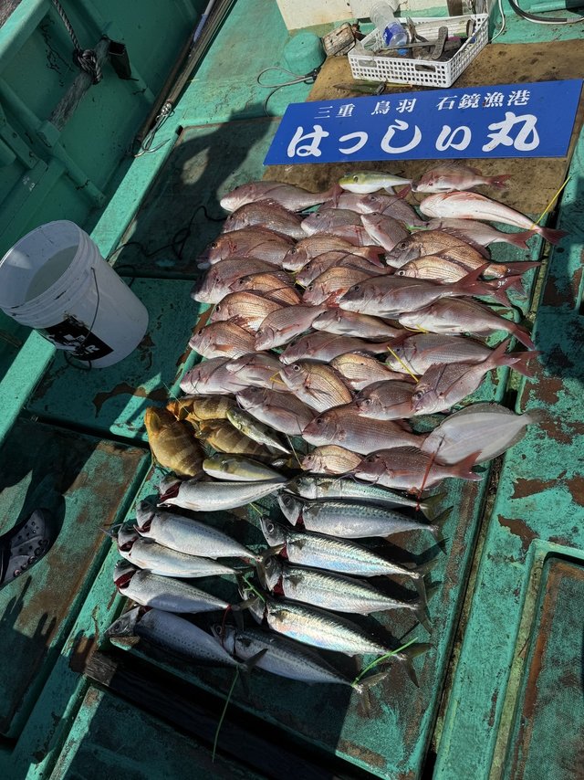 タイ(マダイ)・アオハタ・サバ(ゴマサバ)