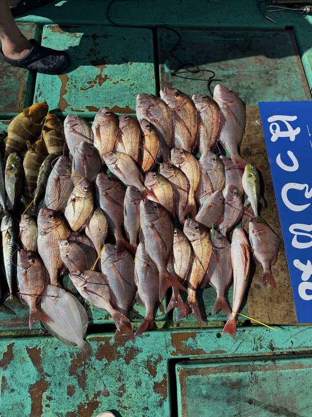 タイ(マダイ)・アオハタ・サバ(ゴマサバ)