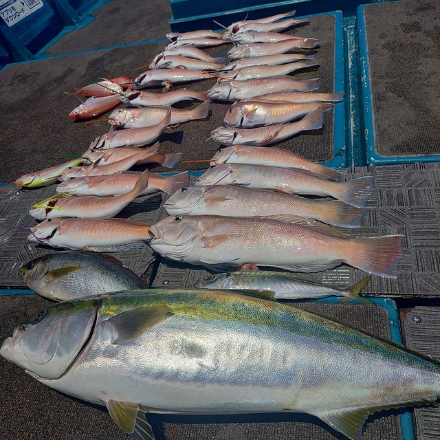 ブリ・シロアマダイ