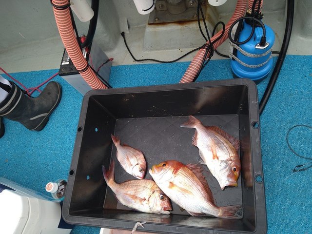 マダイ・レンコ(キダイ)・チダイ