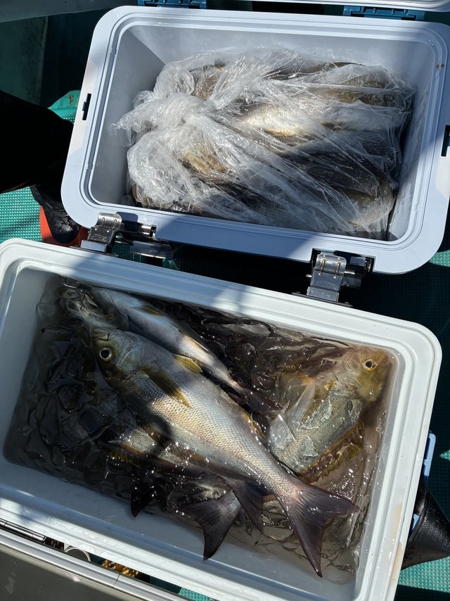 イサギ(イサキ)