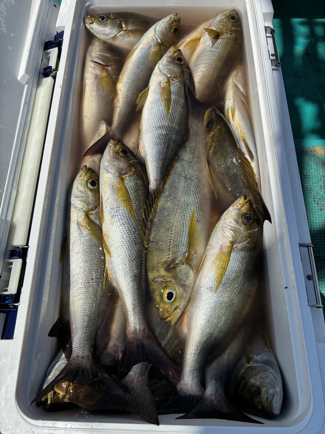 イサギ(イサキ)