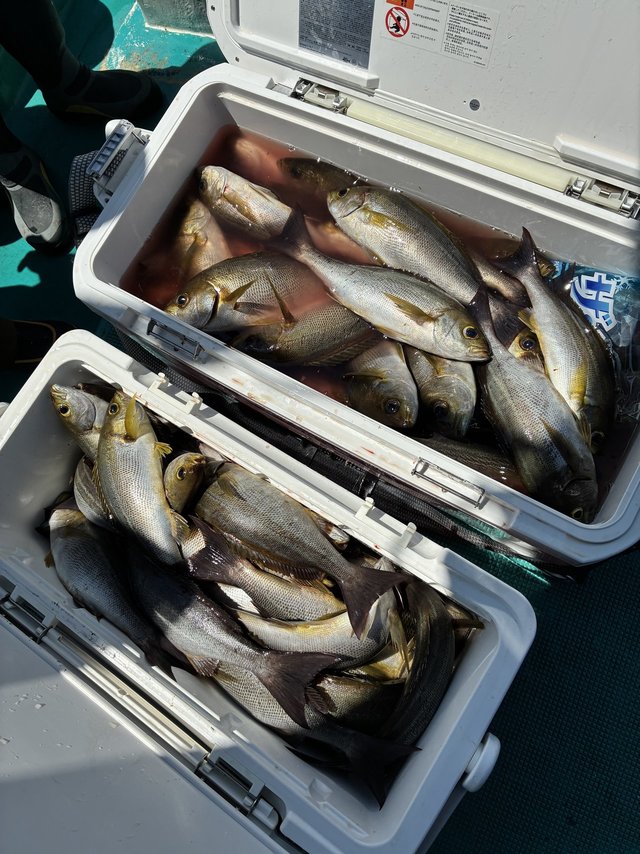 イサギ(イサキ)