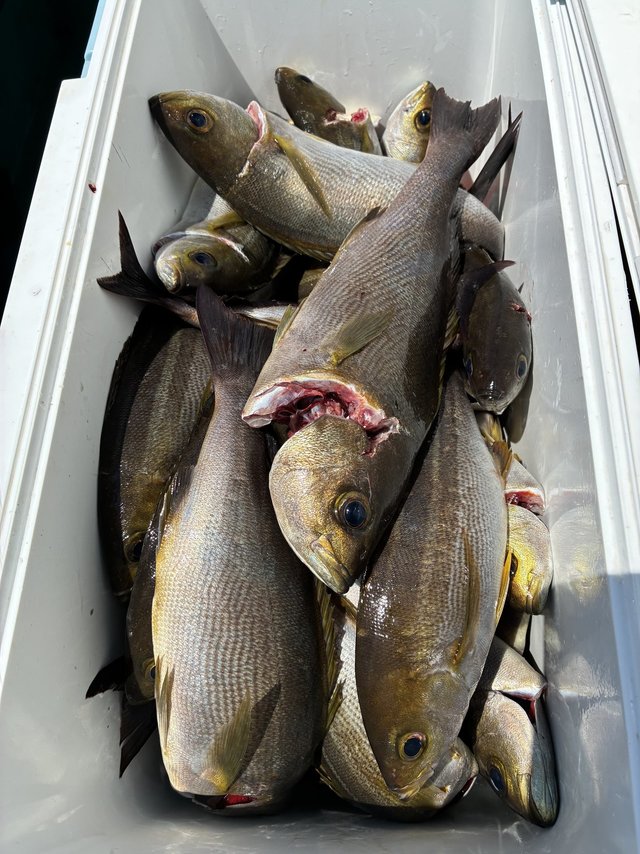 イサギ(イサキ)