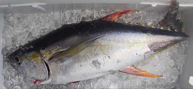 キメジ(キハダ)