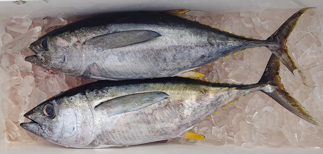 キメジ(キハダ)