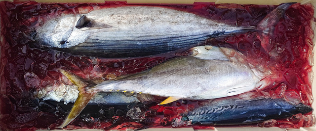 キメジ(キハダ)・ハガツオ