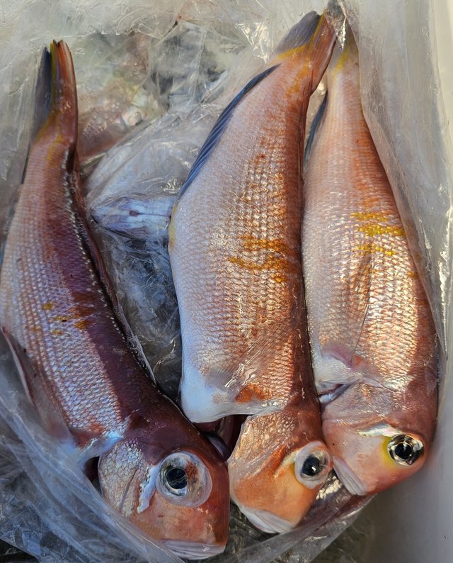 アマダイ(アカアマダイ)