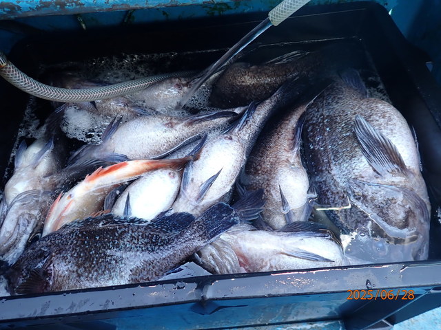 マゾイ(キツネメバル)