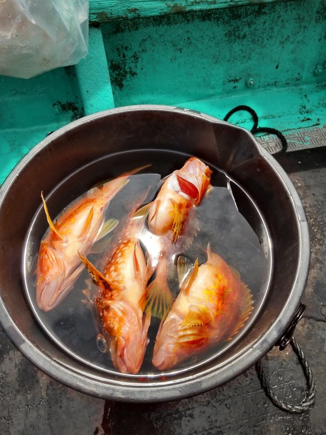 ガシラ(カサゴ)