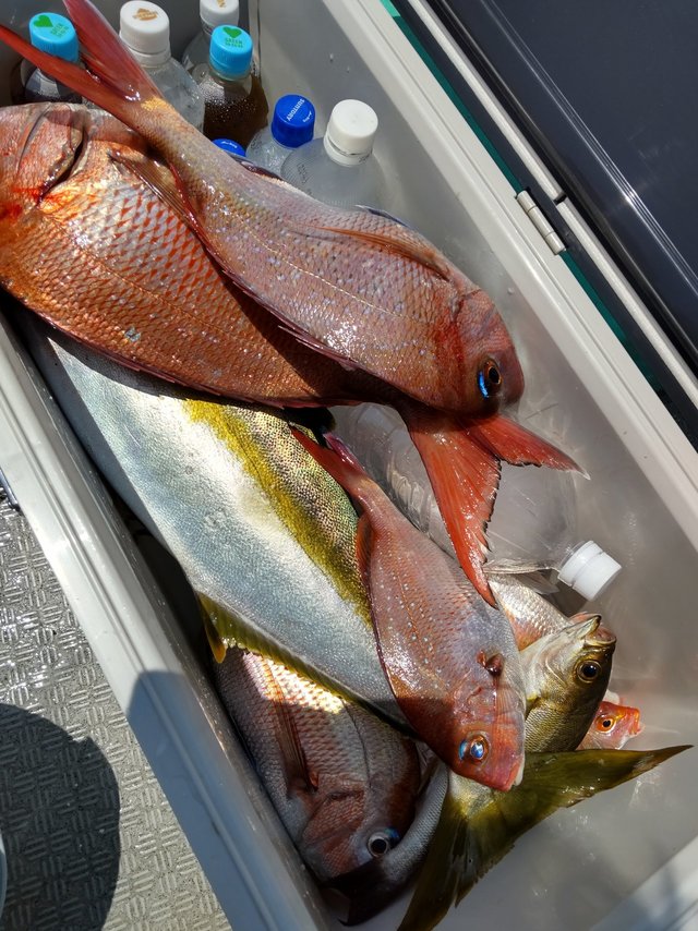 マダイ・アジ(マアジ)・ヒラマサ