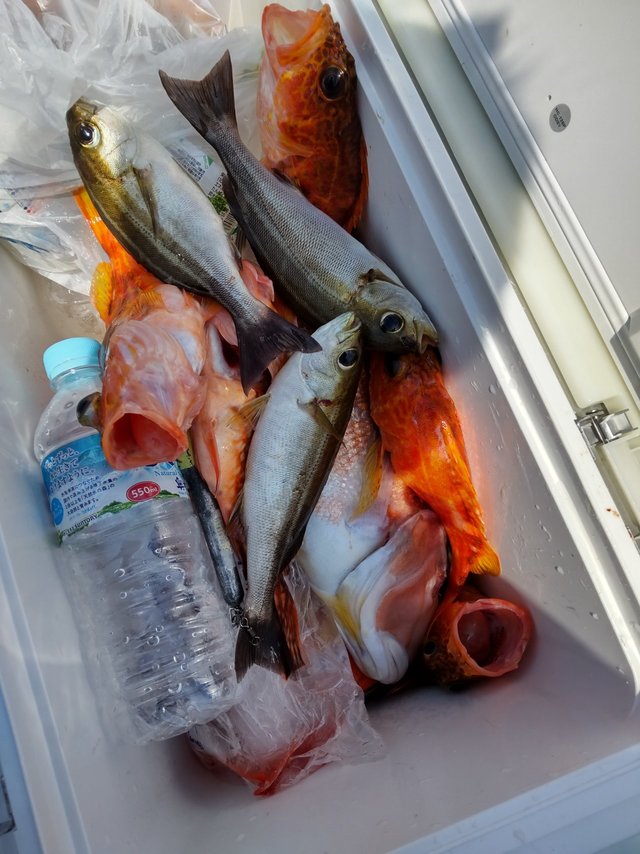 アジ(マアジ)・ガシラ(カサゴ)