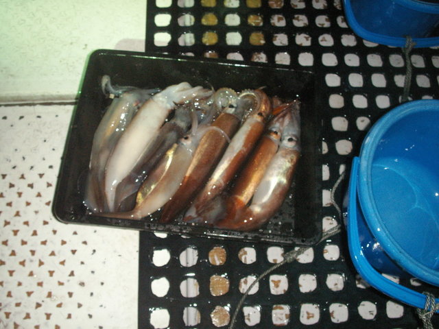 シロイカ(ケンサキイカ)・スルメ(スルメイカ)